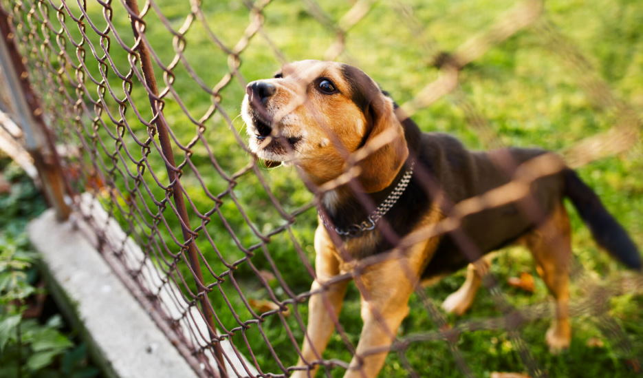 creative dog fence ideas