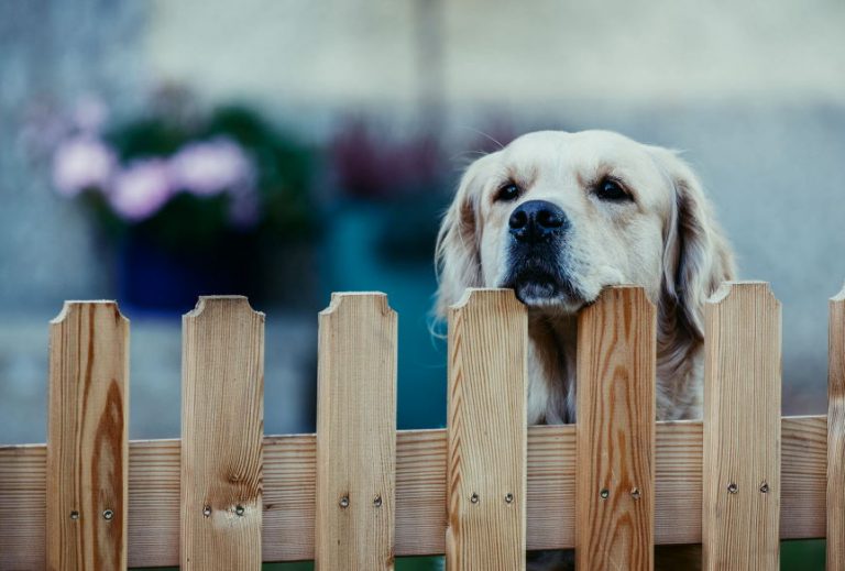 the picket fence