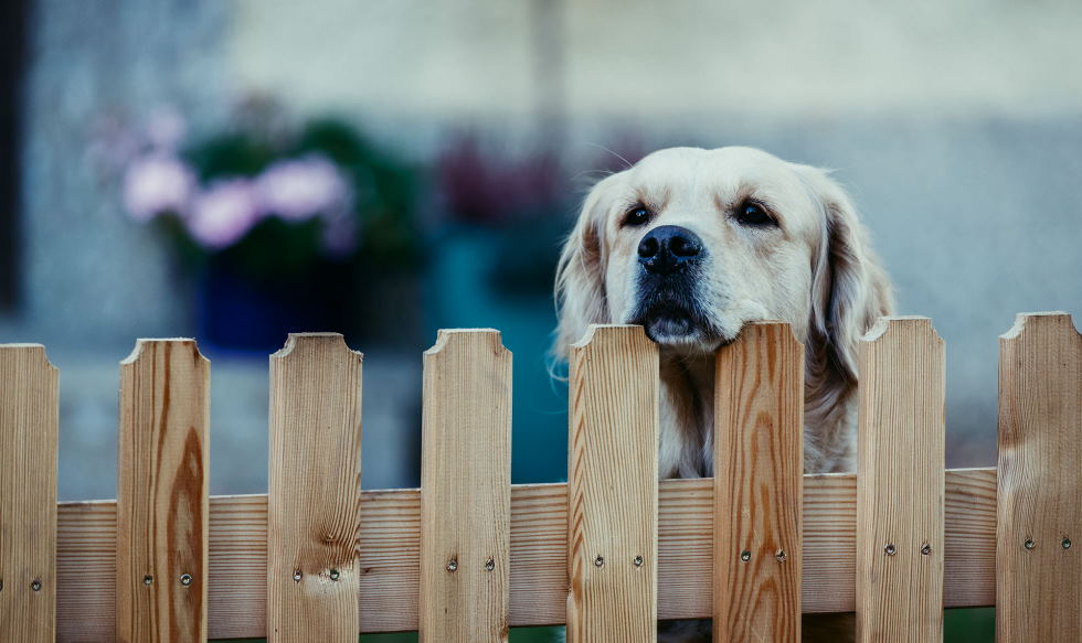 the picket fence